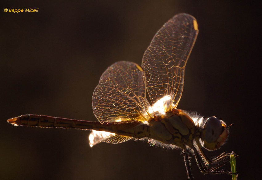 all''imbrunire: Sympetrum fonscolombii e Orthetrum brunneum